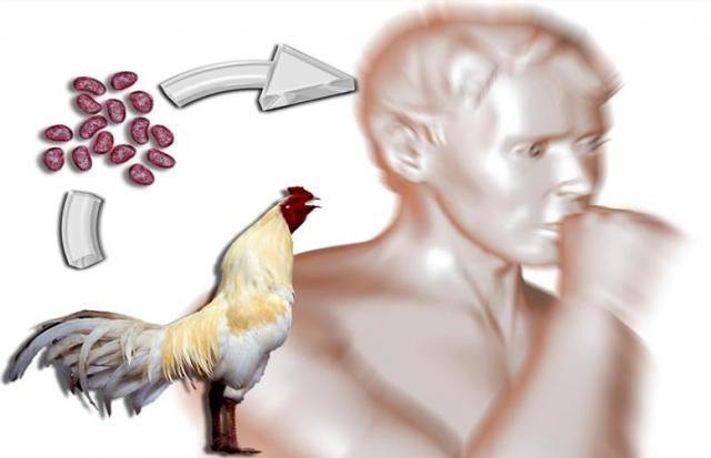 Influenza aviaria. Focolai di influenza aviaria da virus HPAI in Europa. Ulteriori misure di riduzione del rischio sul territorio nazionale